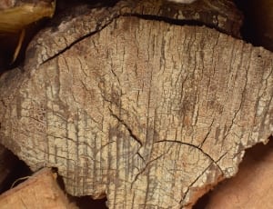 brown wood log thumbnail