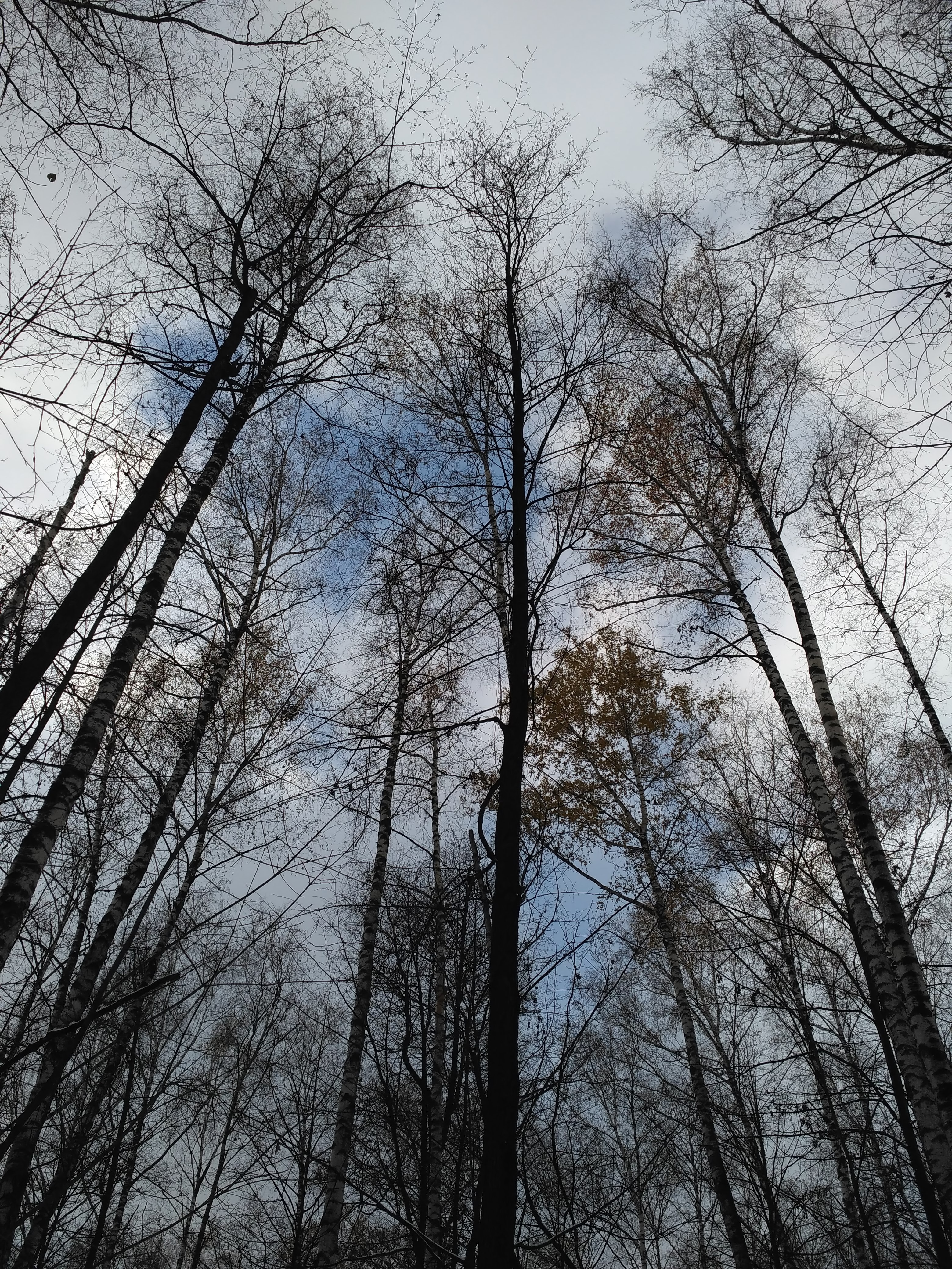 black and brown bare tree