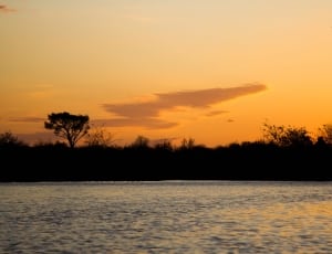 silhouette of trees near body of water thumbnail