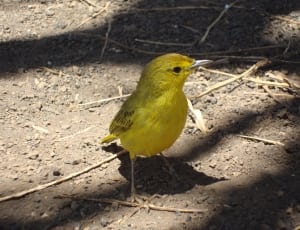 yellow and black bird thumbnail