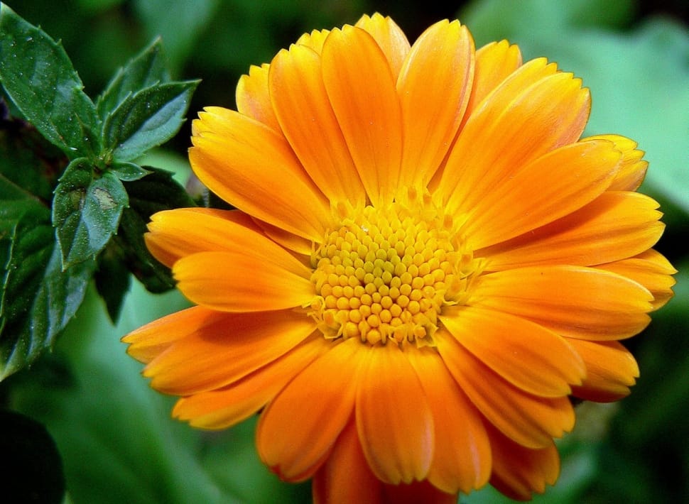 yellow and orange petaled flower preview