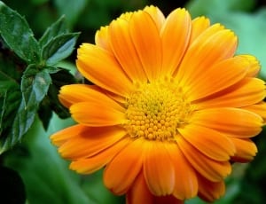 yellow and orange petaled flower thumbnail