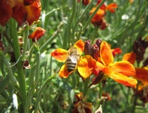 black and yellow stripe honey bee thumbnail