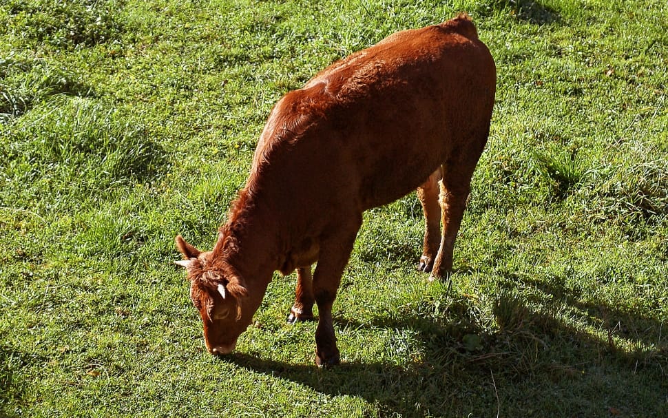 brown cattle preview