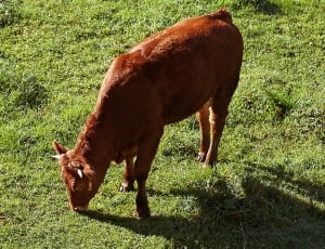 brown cattle thumbnail