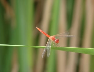 red dragonfly thumbnail