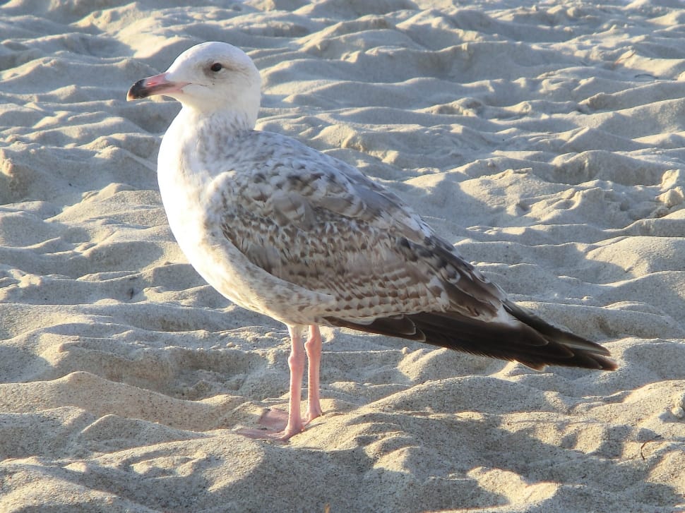 white and black seagull preview