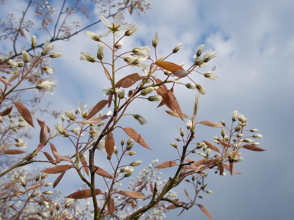 white flower buds preview