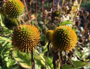 withered coneflowers thumbnail