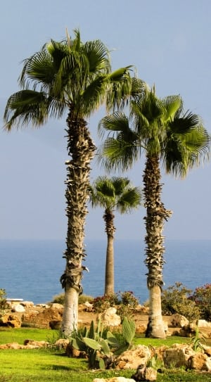 3 green palm trees thumbnail