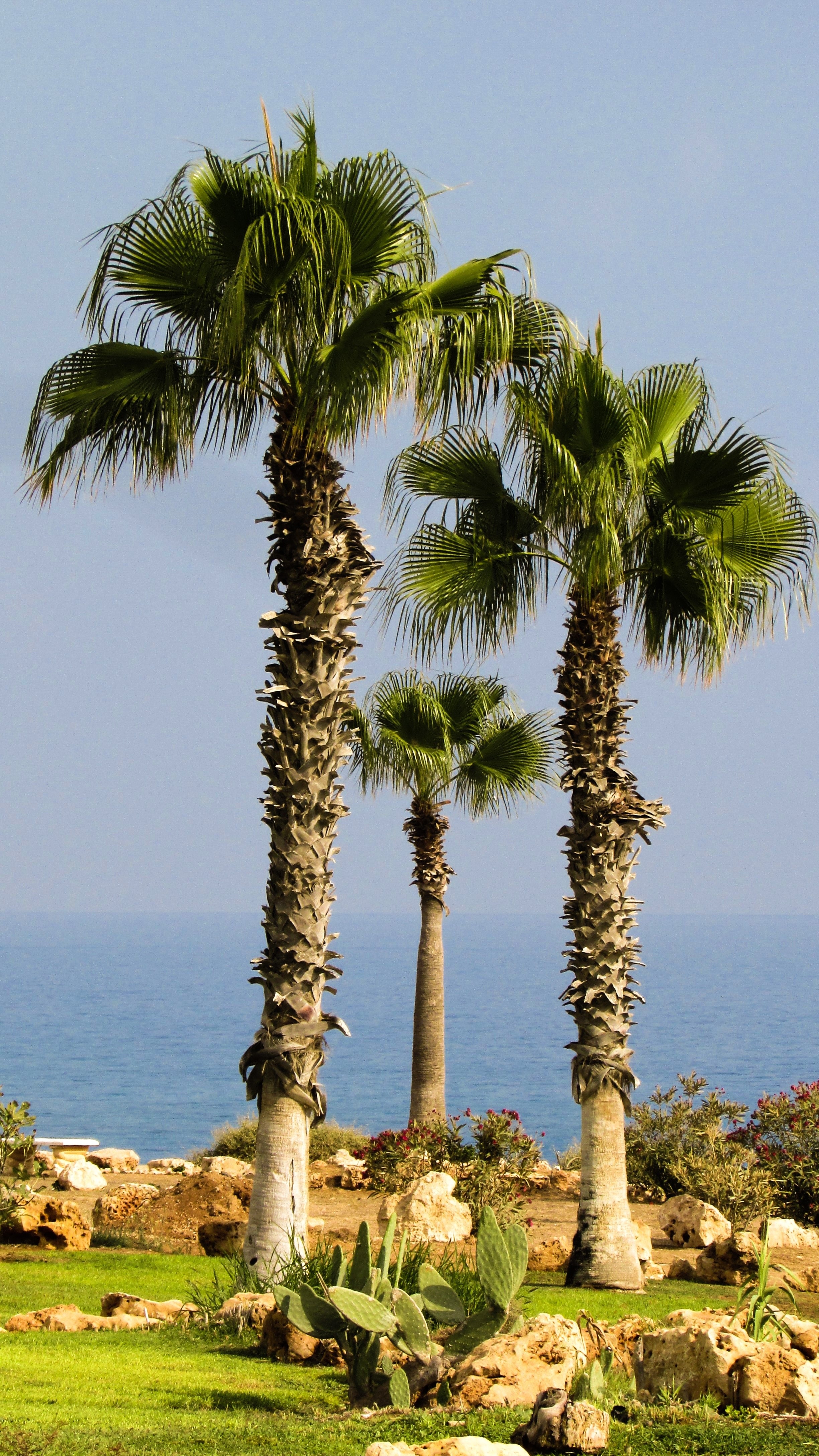 3 green palm trees