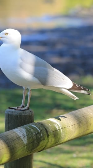 white long beak bird on top of a wooden fence during daytime thumbnail