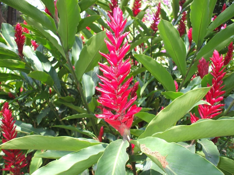 red ginger flowers preview