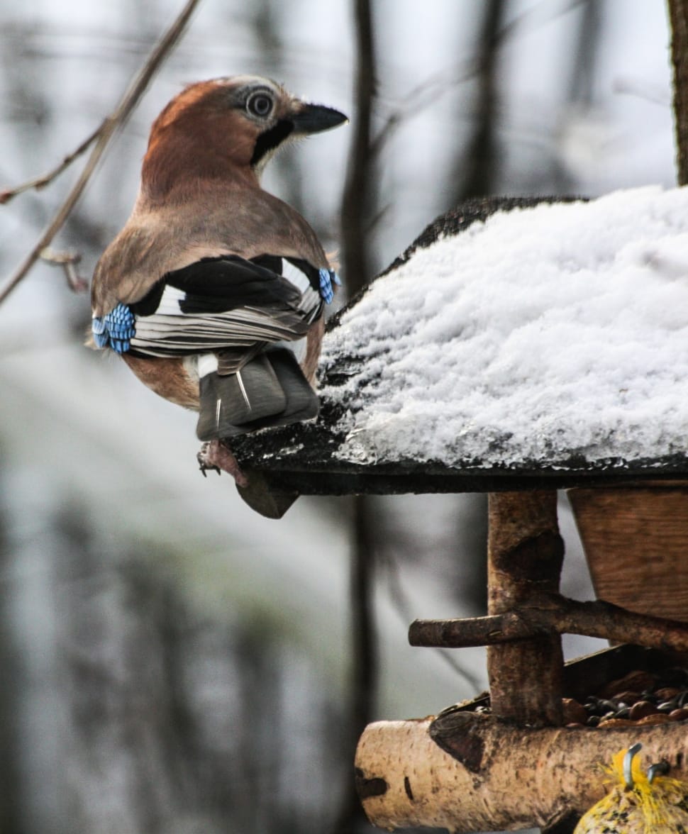 Animal, Bird, Jay, Winter, Hunger, winter, snow preview