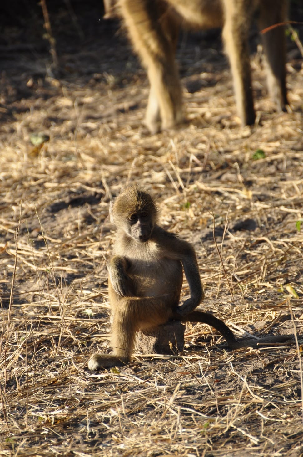 brown monkey preview