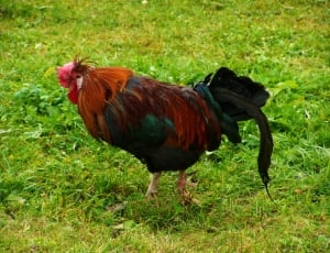 red rooster on grass thumbnail