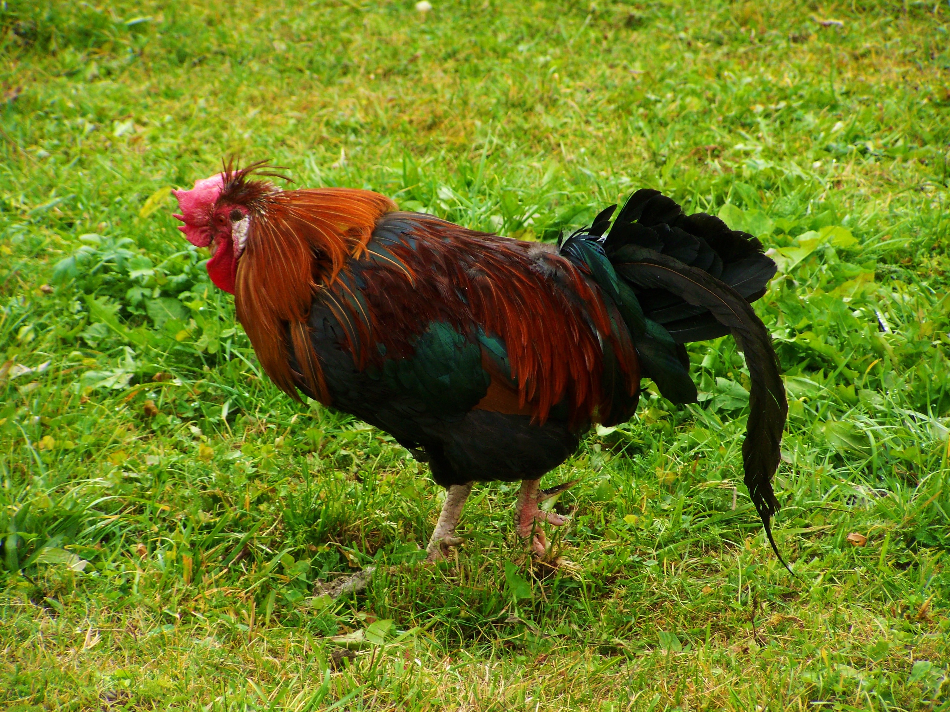 red rooster on grass