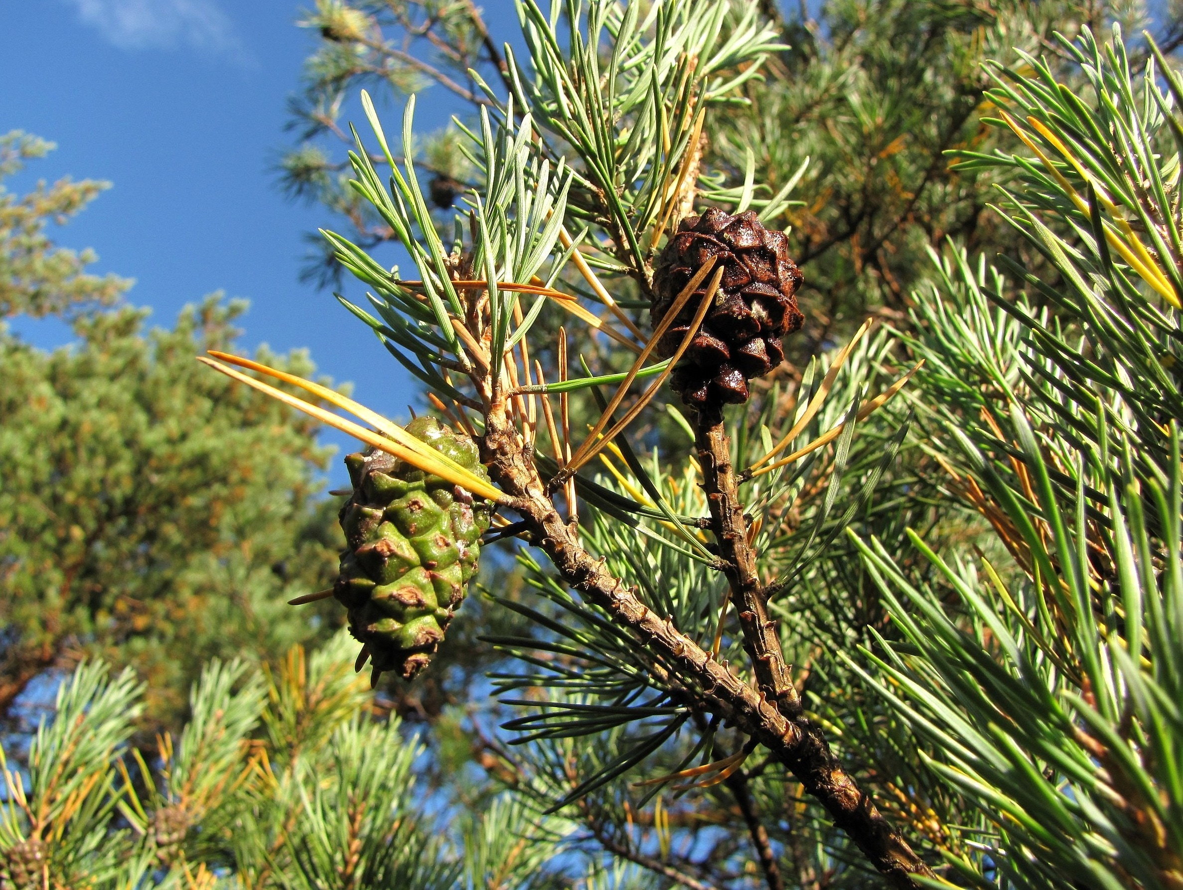 Шишки хвойных растений. Сосна Бунге шишки. Сосна Бунге шишка. Голосеменные кедр. Pinus bungeana шишки.