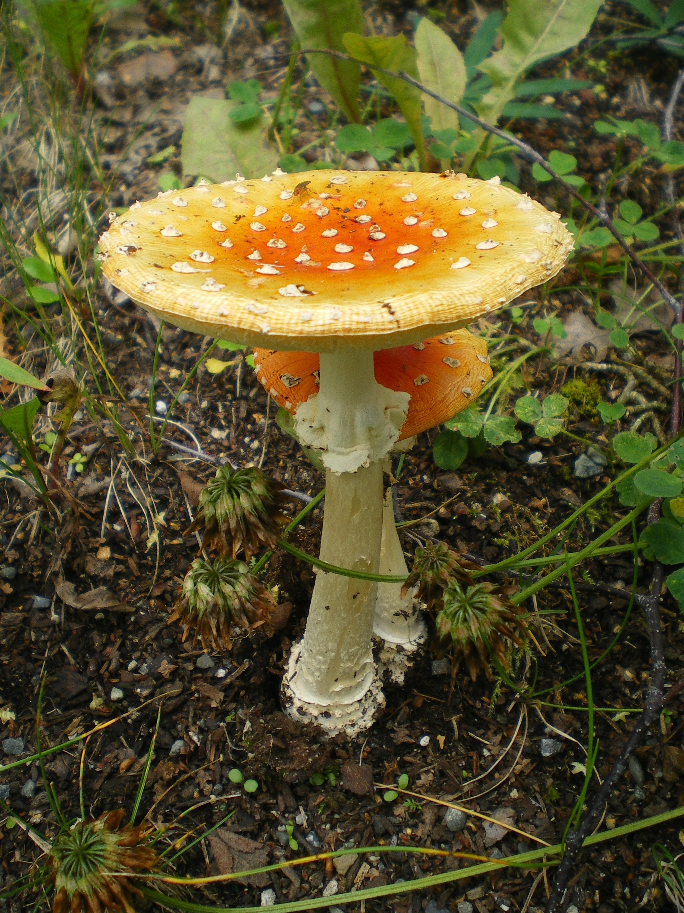 brown cap white stem mushroom