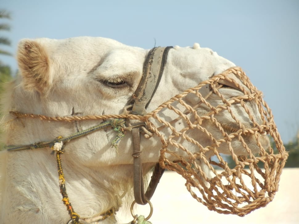 white camel preview