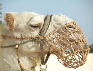 white camel thumbnail