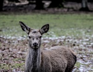 Białowieża, Doe, A Female Deer, ,  thumbnail
