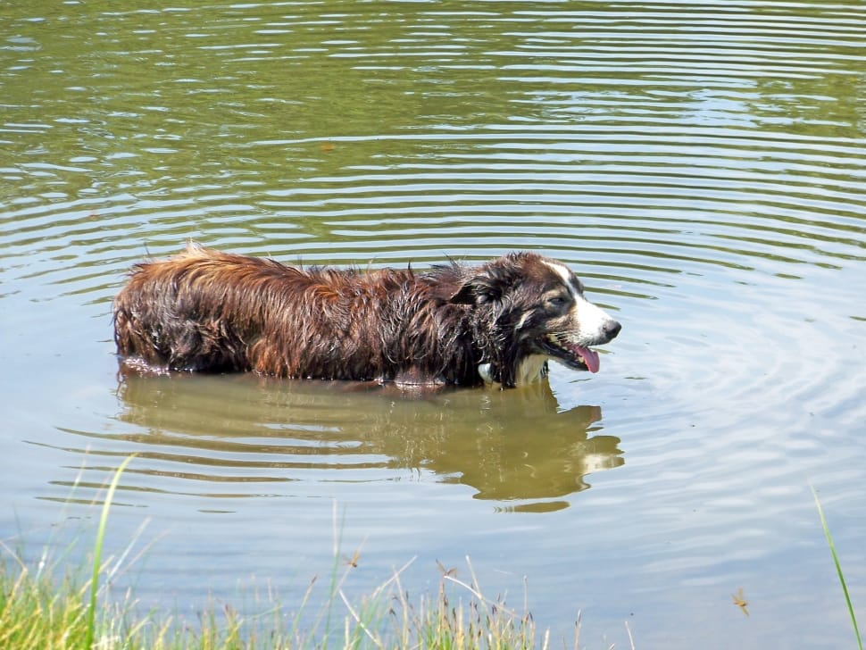 tan and white australian shepherd preview