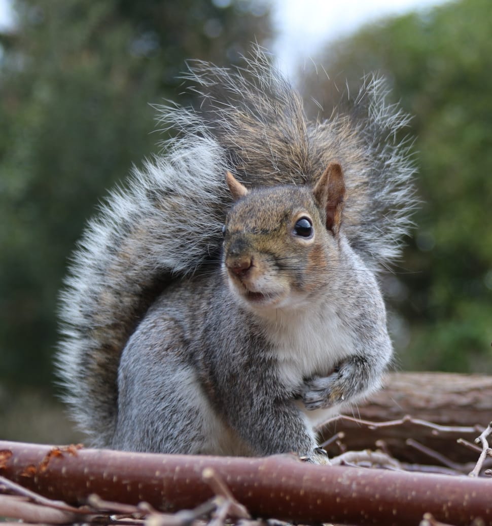 brown and gray squirrel preview