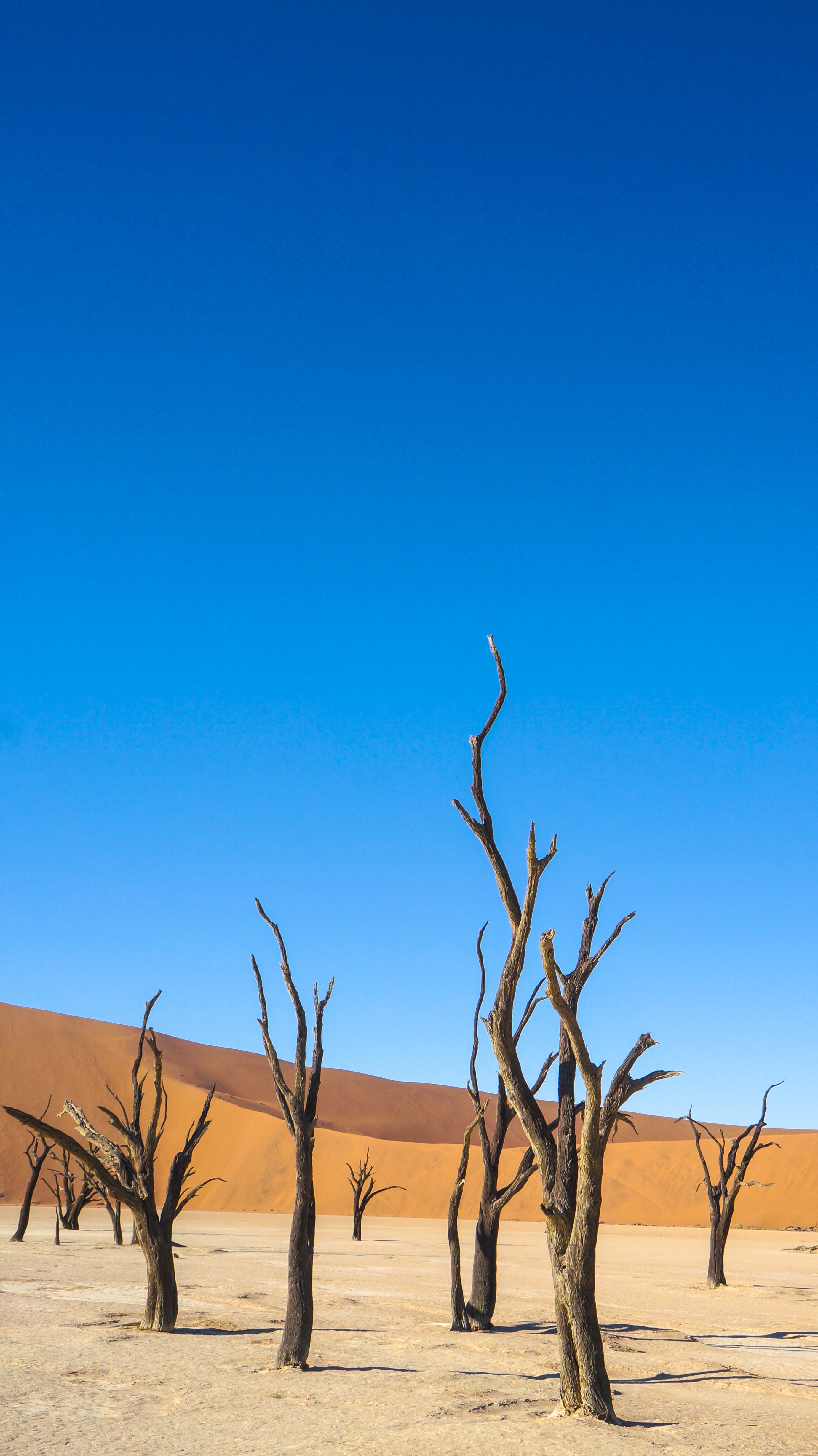 brown wooden trees in desert