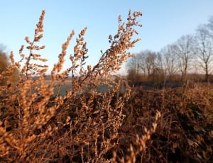brown withered plant and trees thumbnail