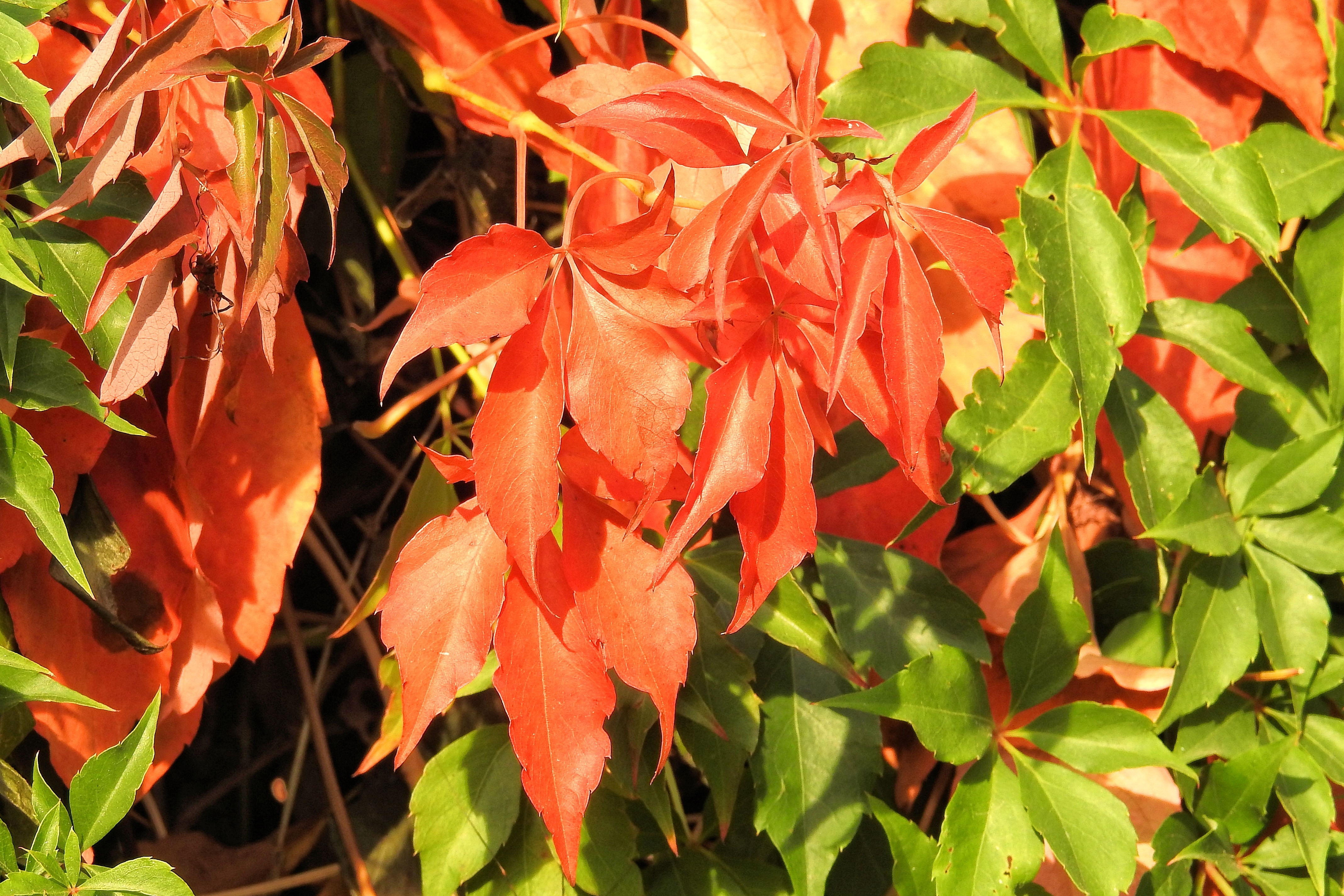 green and red leafed plant