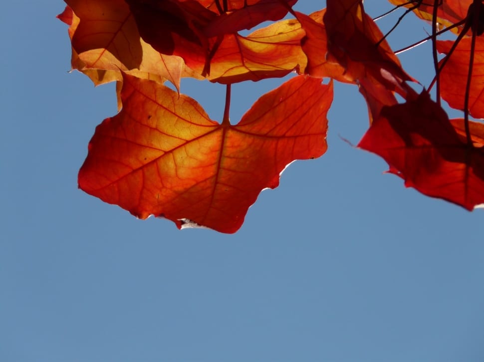 red maple tree leaf preview