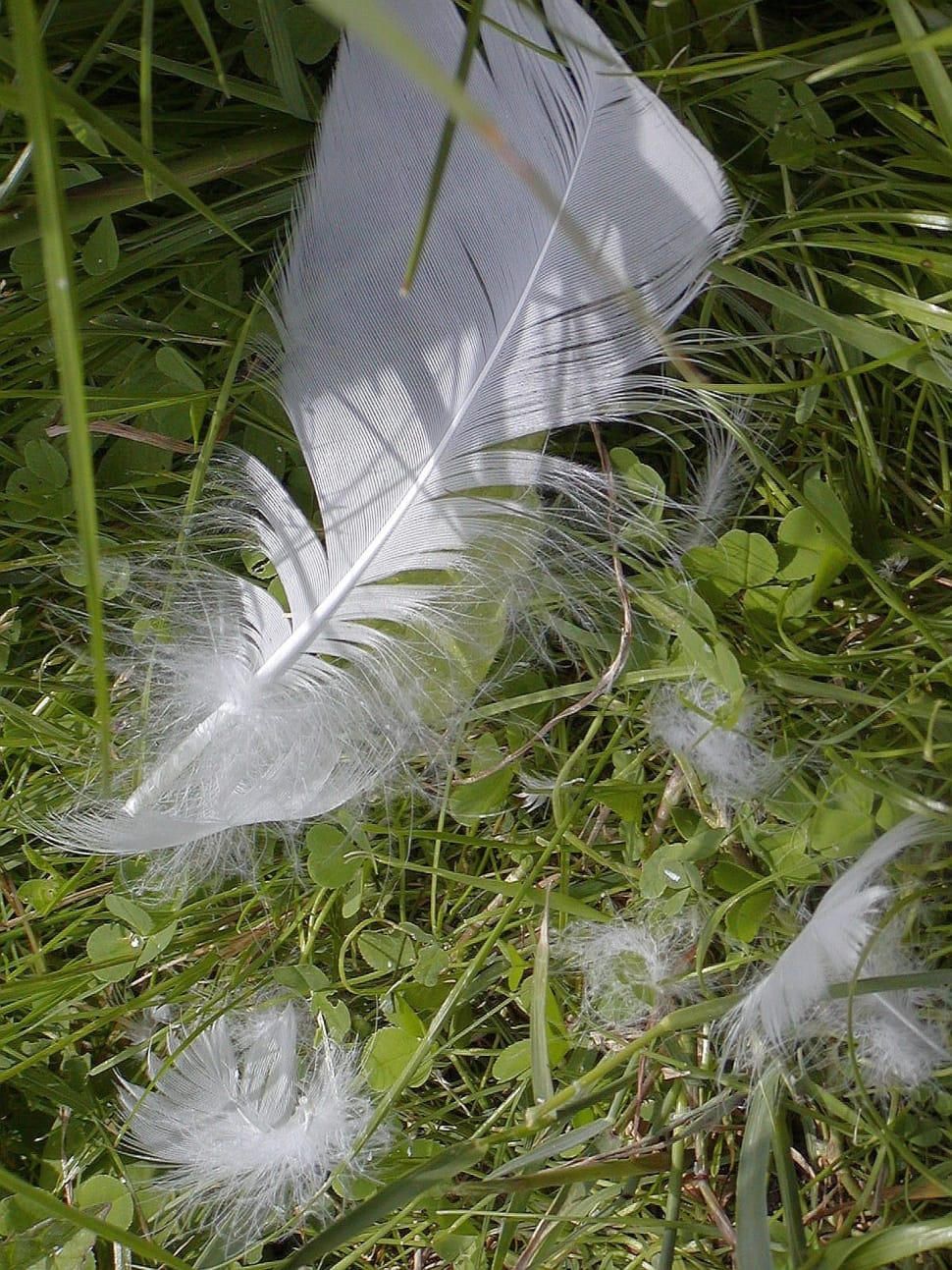 white feather under green plants preview