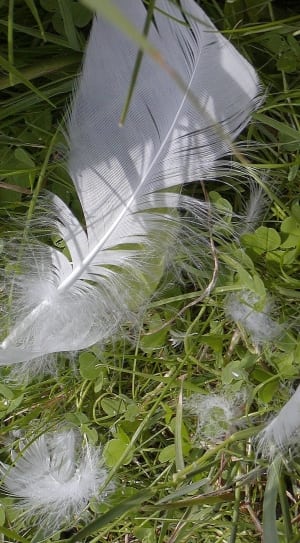 white feather under green plants thumbnail