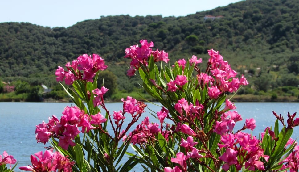 pink oleander preview