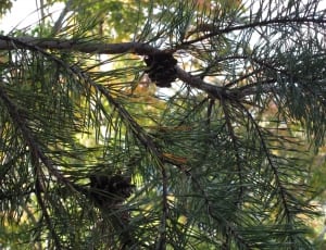 brown pine cone thumbnail