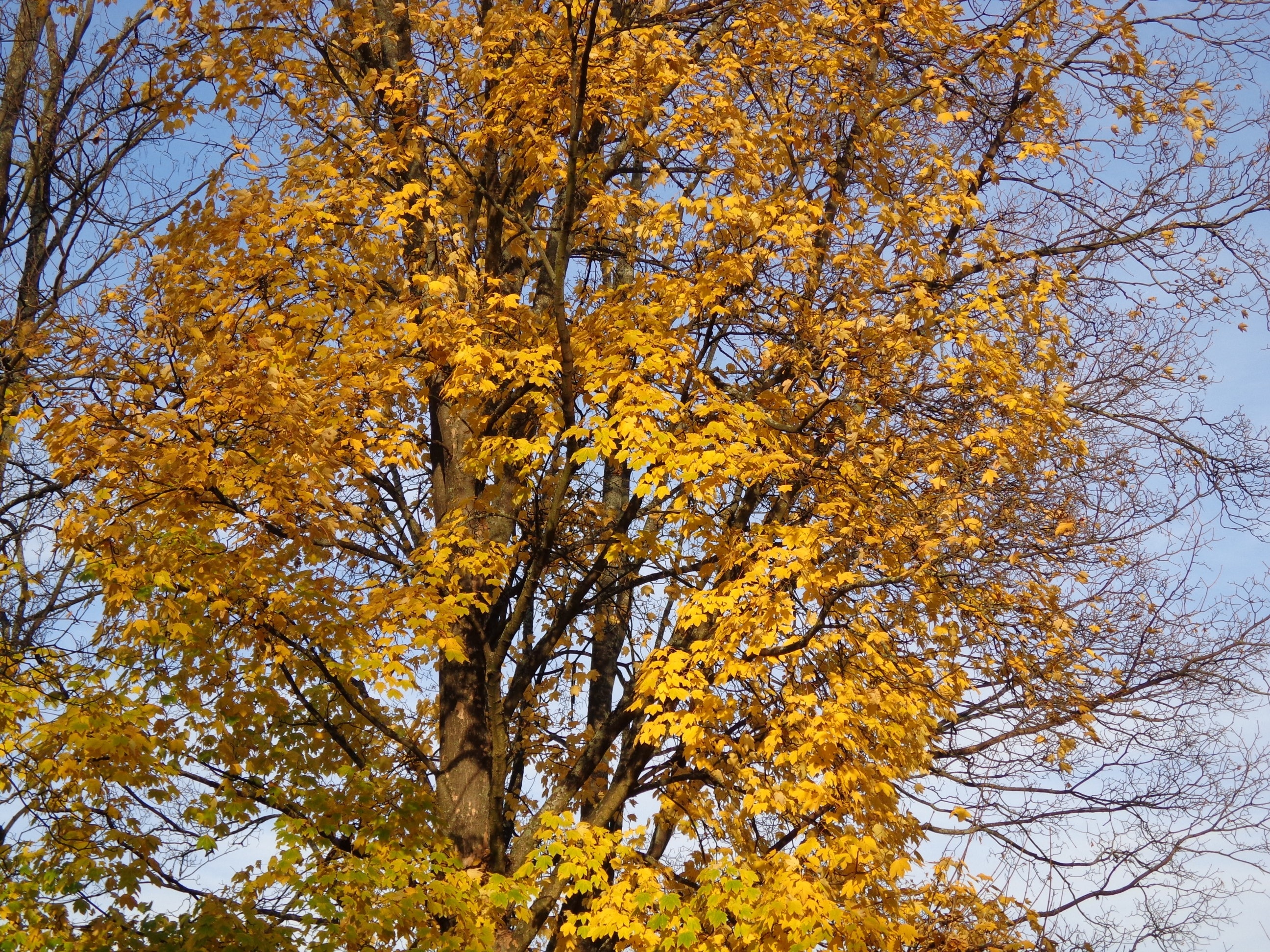 yellow leaf tree