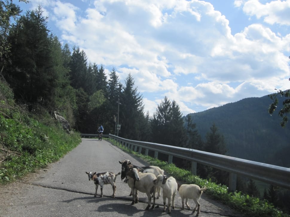 white and brown goat on middle of road during daytime preview