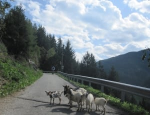 white and brown goat on middle of road during daytime thumbnail