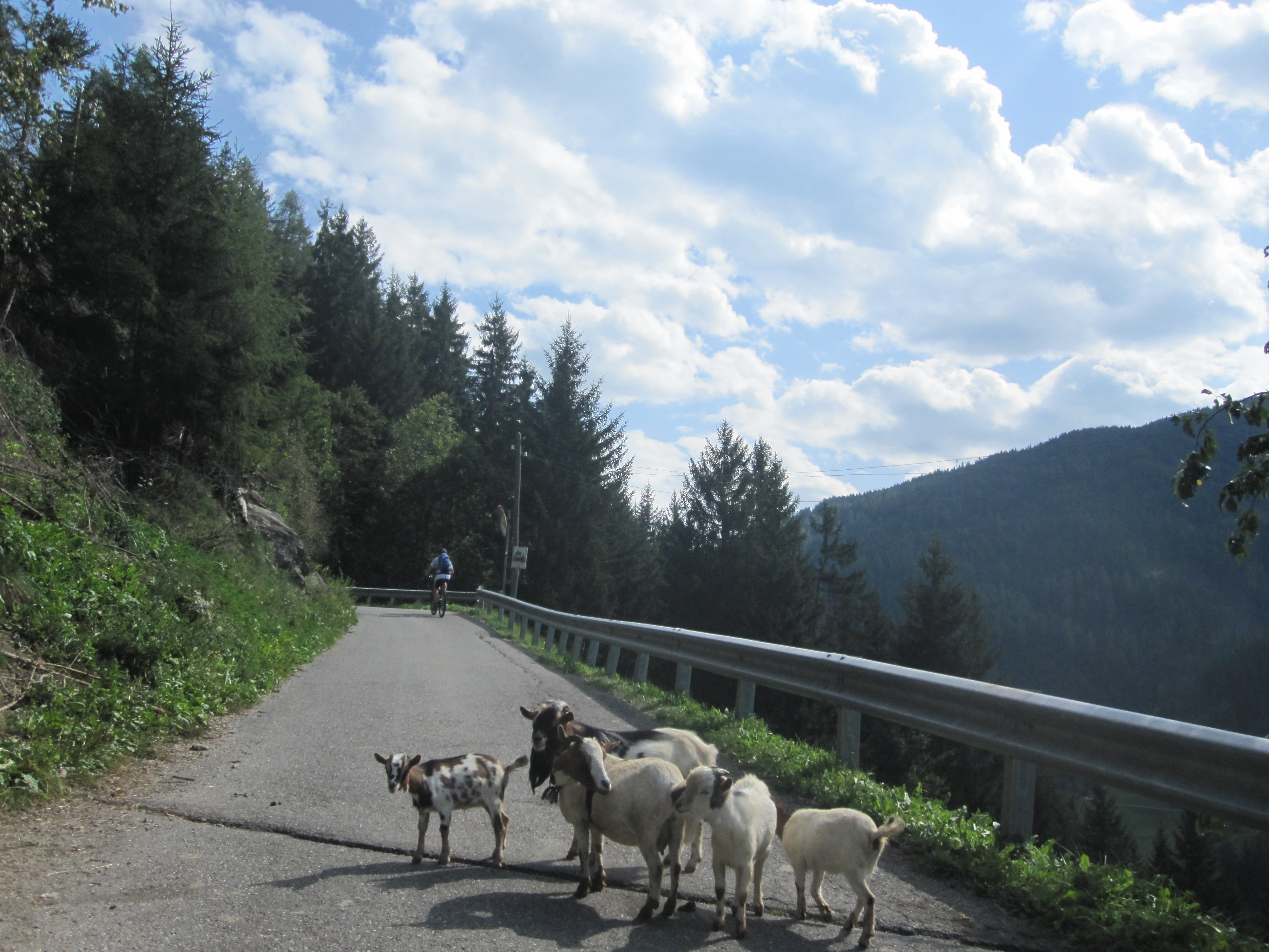 white and brown goat on middle of road during daytime