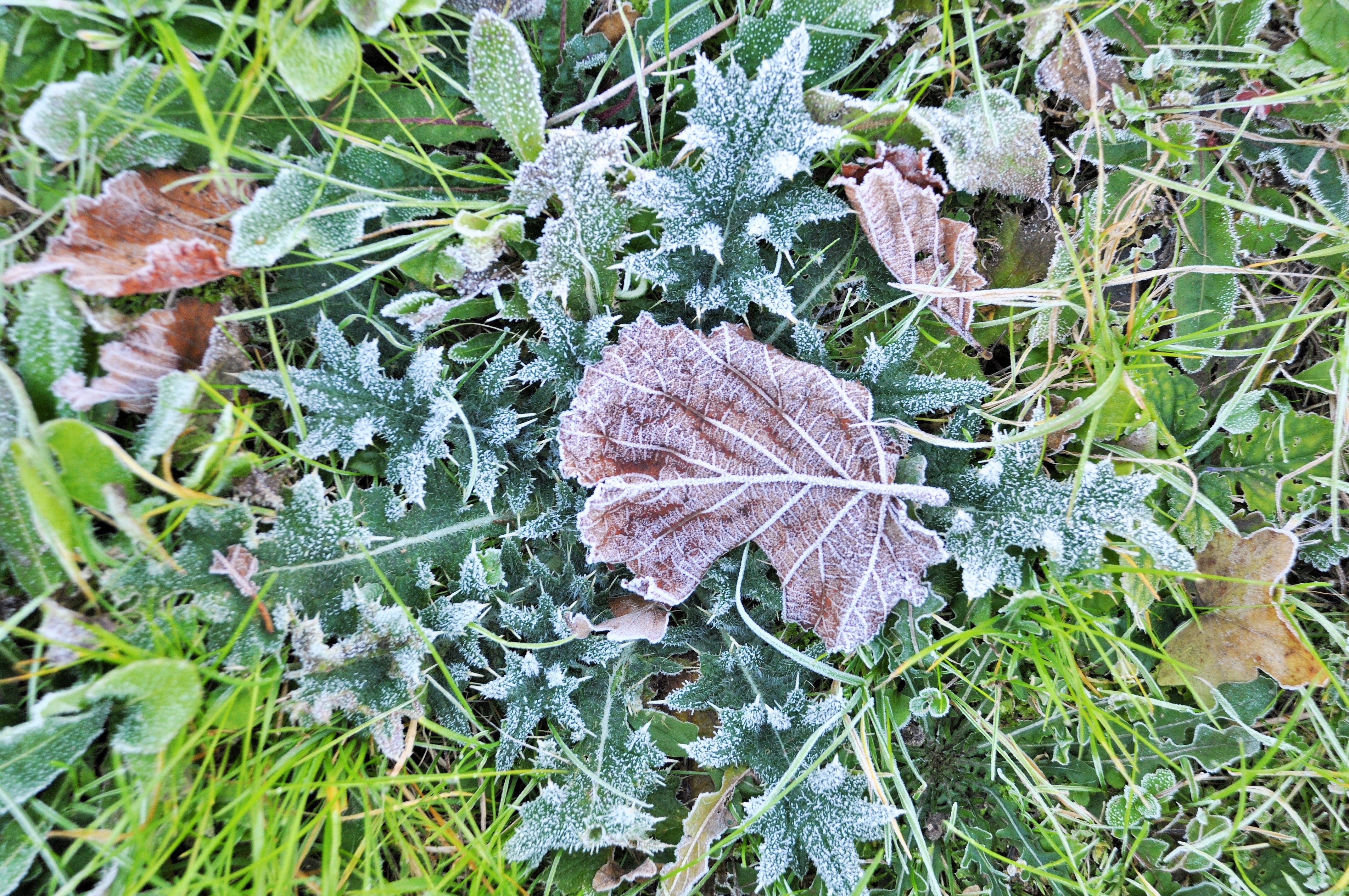 brown and green leaves