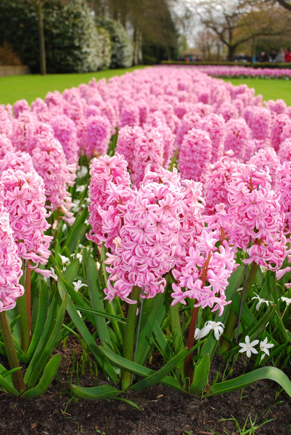 pink hyacinth preview