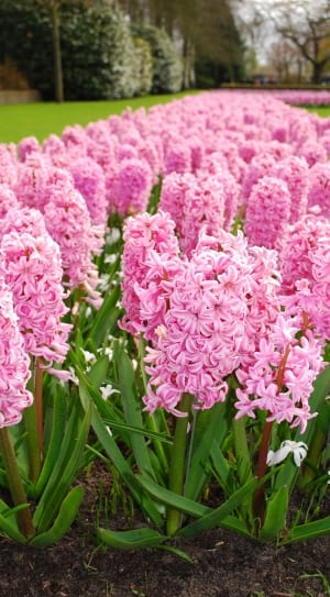 pink hyacinth thumbnail