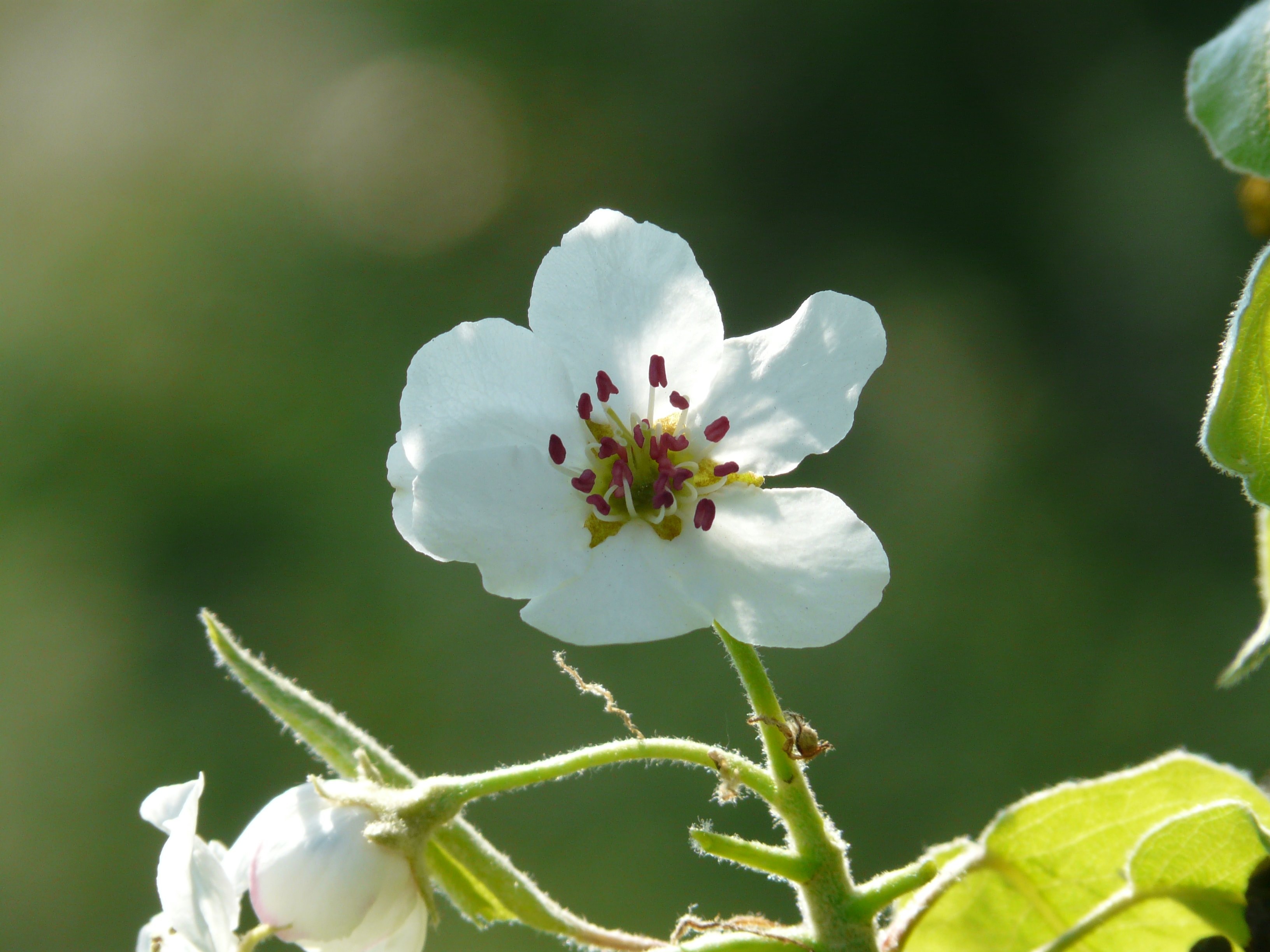 macro shot of white flower
