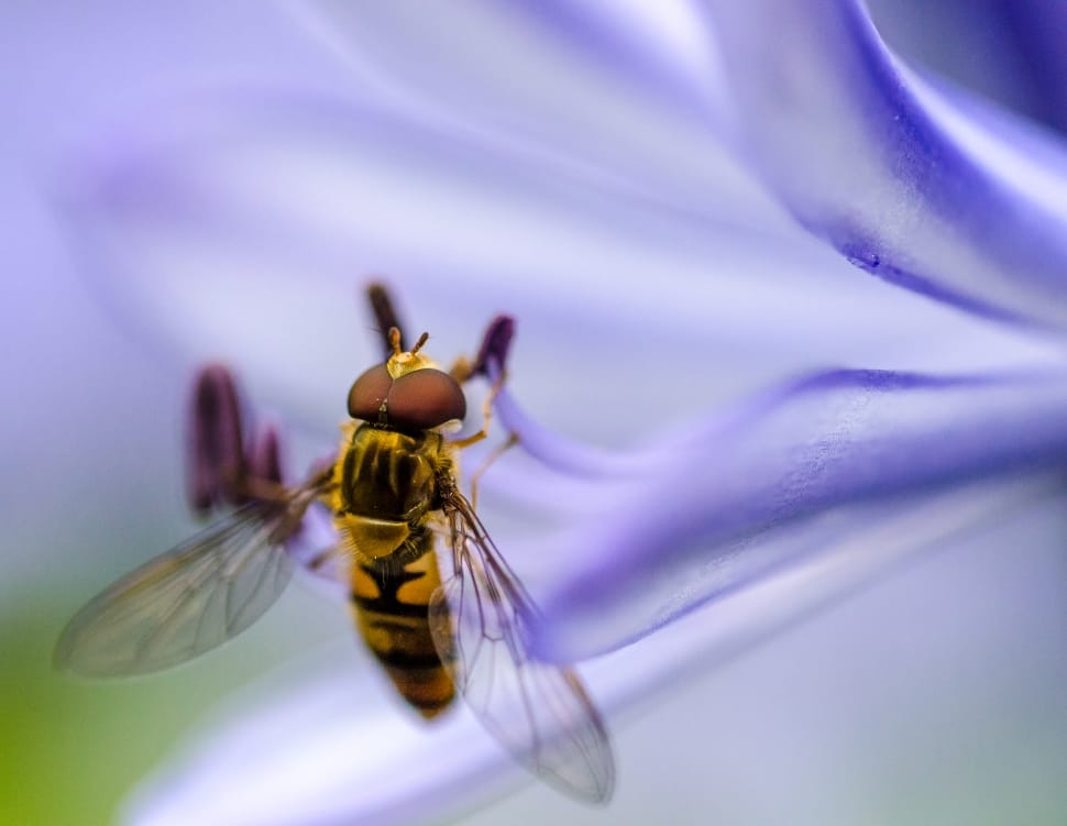 shallow focus photography of yellow bee resting on purple flower preview