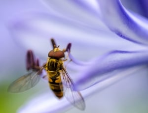 shallow focus photography of yellow bee resting on purple flower thumbnail