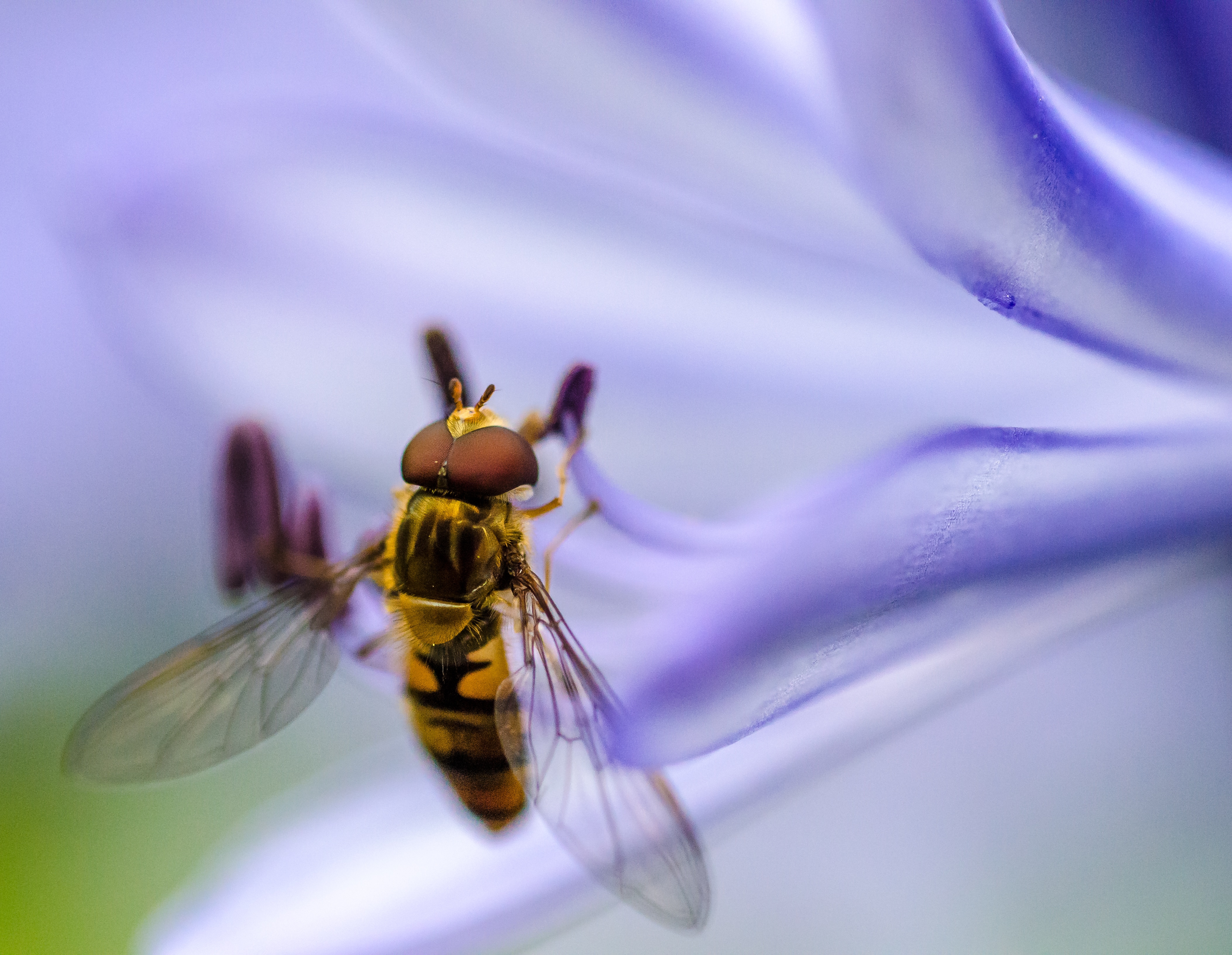 shallow focus photography of yellow bee resting on purple flower