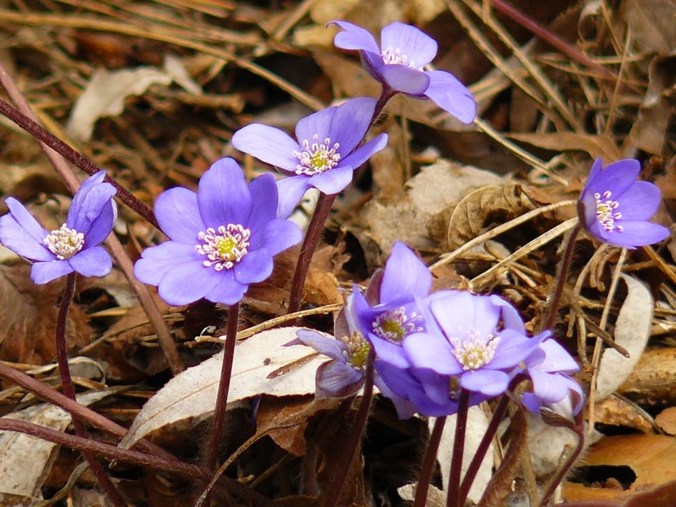 purple hepatica flowers preview