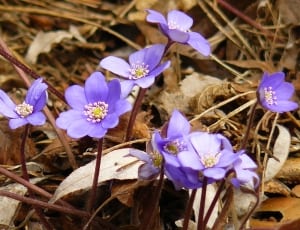 purple hepatica flowers thumbnail