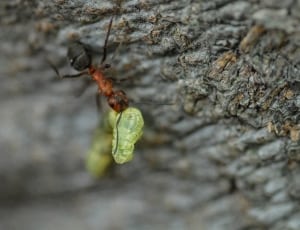 brown and black ant thumbnail